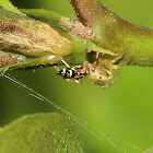 Iridescent Jumping Spider