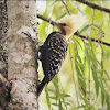 Blond-crested Woodpecker