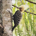 Blond-crested Woodpecker