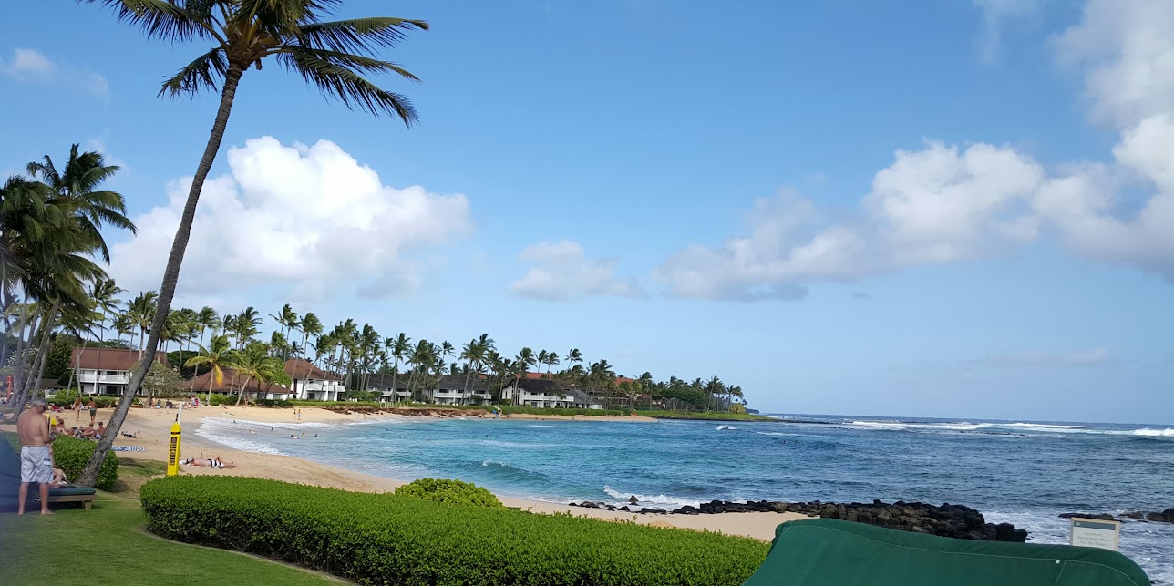 hawaiian beach and palm trees