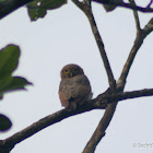 Jungle Owlet