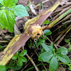 Imperial Moth