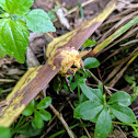 Imperial Moth