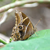 Bamboo TreeBrown