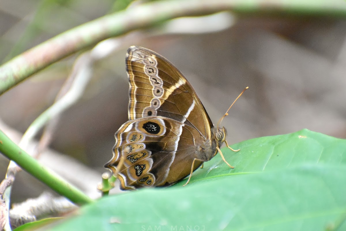 Bamboo TreeBrown