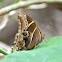 Bamboo TreeBrown