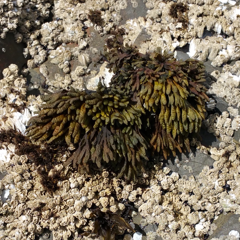 Little Rockweed