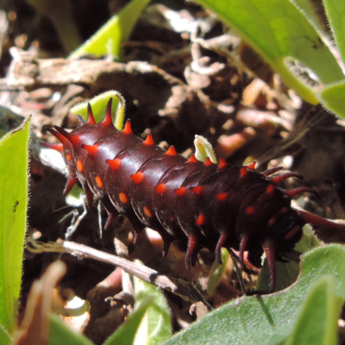 Pipevine Swallowtail caterpillar