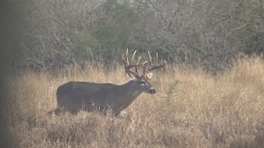 Late Season South Texas Whitetails thumbnail