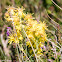 Yellow flowers