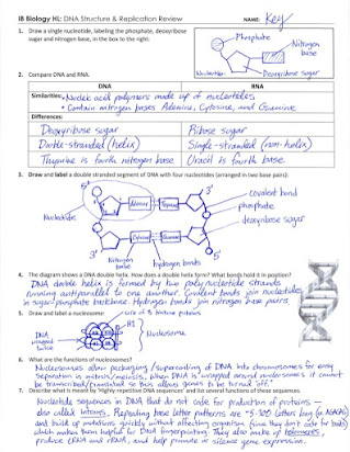 Dna Structure And Replication Homework Packet