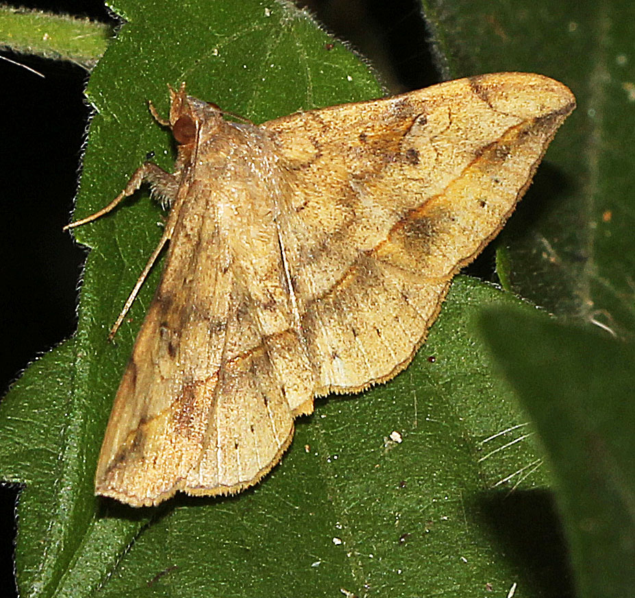 Owlet Moth