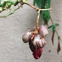 Garden snails