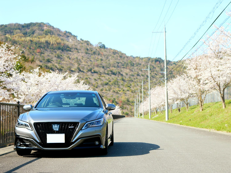 クラウンセダンの桜・桜並木・いきいきパークみさき・樫井グランドに関するカスタム事例の投稿画像2枚目