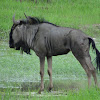 Blue wildebeest