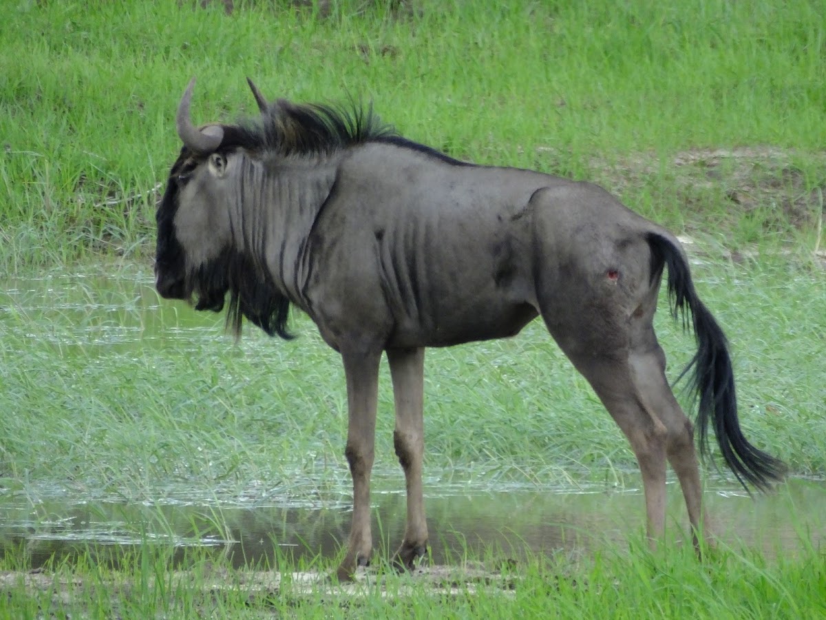 Blue wildebeest