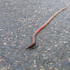 Nightcrawler or Earthworm