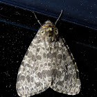 Arctiid Moth