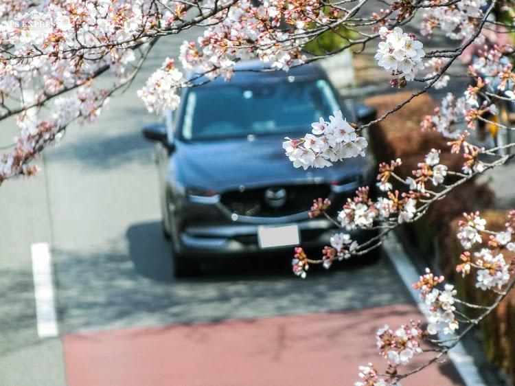 CX-5の久しぶりの撮影・まさかのバッテリー上がり・桜とコラボ・即日リベンジ😎・国立大学通りに関するカスタム事例の投稿画像1枚目