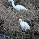 Snowy Egret