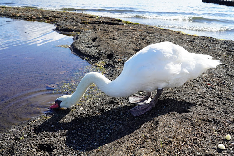 Z4のTHE滝行・CAMERAアートPROJECT・ワイスピツーリング・山中湖に関するカスタム事例の投稿画像10枚目