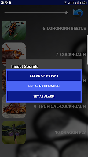 Insect sounds Explore awesome micro world