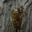 Cicada