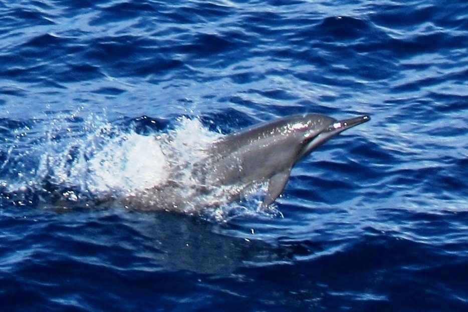 Bottlenose Dolphin