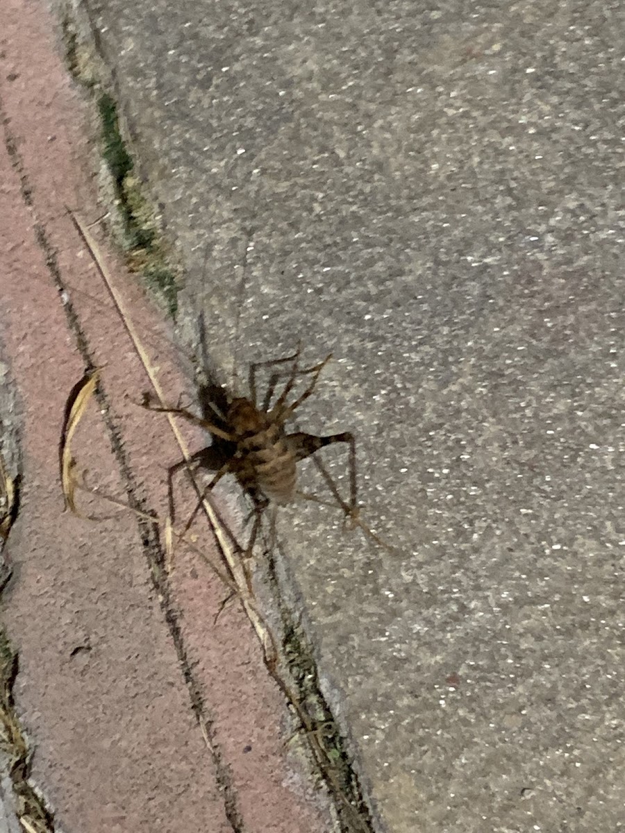 Camel Cricket