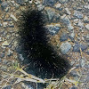 Giant Leopard Moth caterpillar