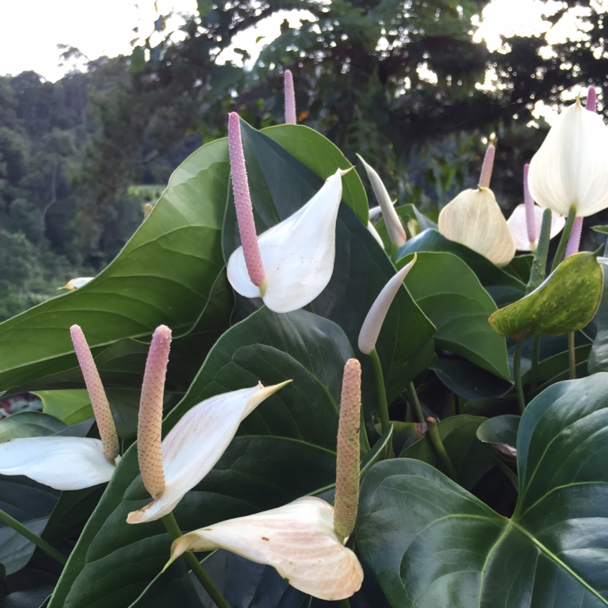 Anthurium sp.