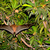 short-nosed Indian fruit bat