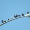 Feral Pigeons (Rock Doves)