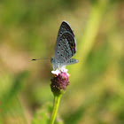 Ceraunus Blue Butterfly