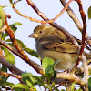 Dead Sea Sparrow