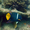 King angelfish