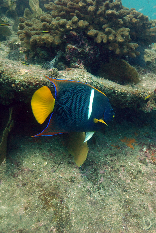 King angelfish