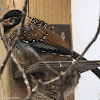 Spotted Laughingthrush