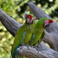 Verde Loreto di 