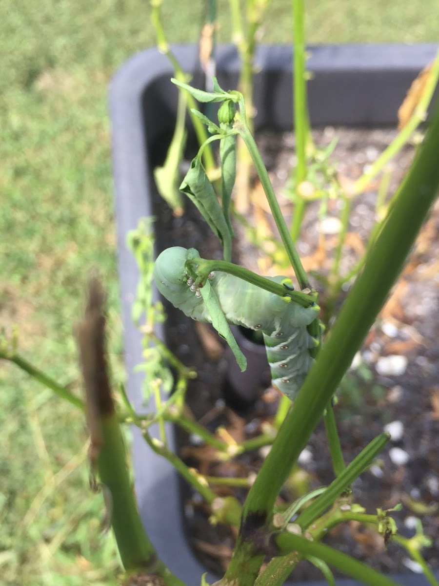 Tobacco Hornworm