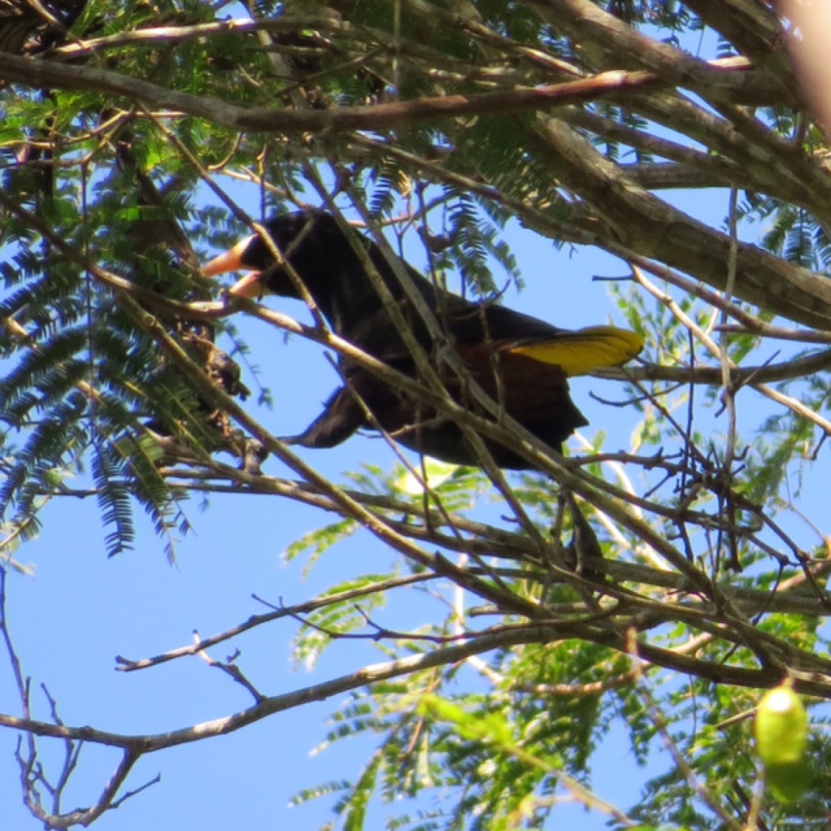 Crested oropendola