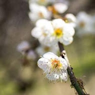 柳家梅園農場