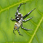 Jumping Spider