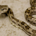 Eastern Rat Snake