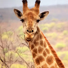 South African Giraffe