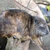 Southern Tree Hyrax