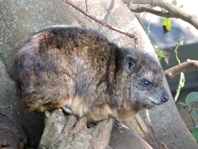 Southern Tree Hyrax