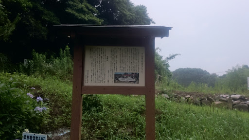 平戸街道の松並再生について