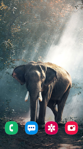 Screenshot Animal Wallpaper 4K 2025