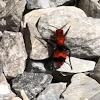 Velvet ant